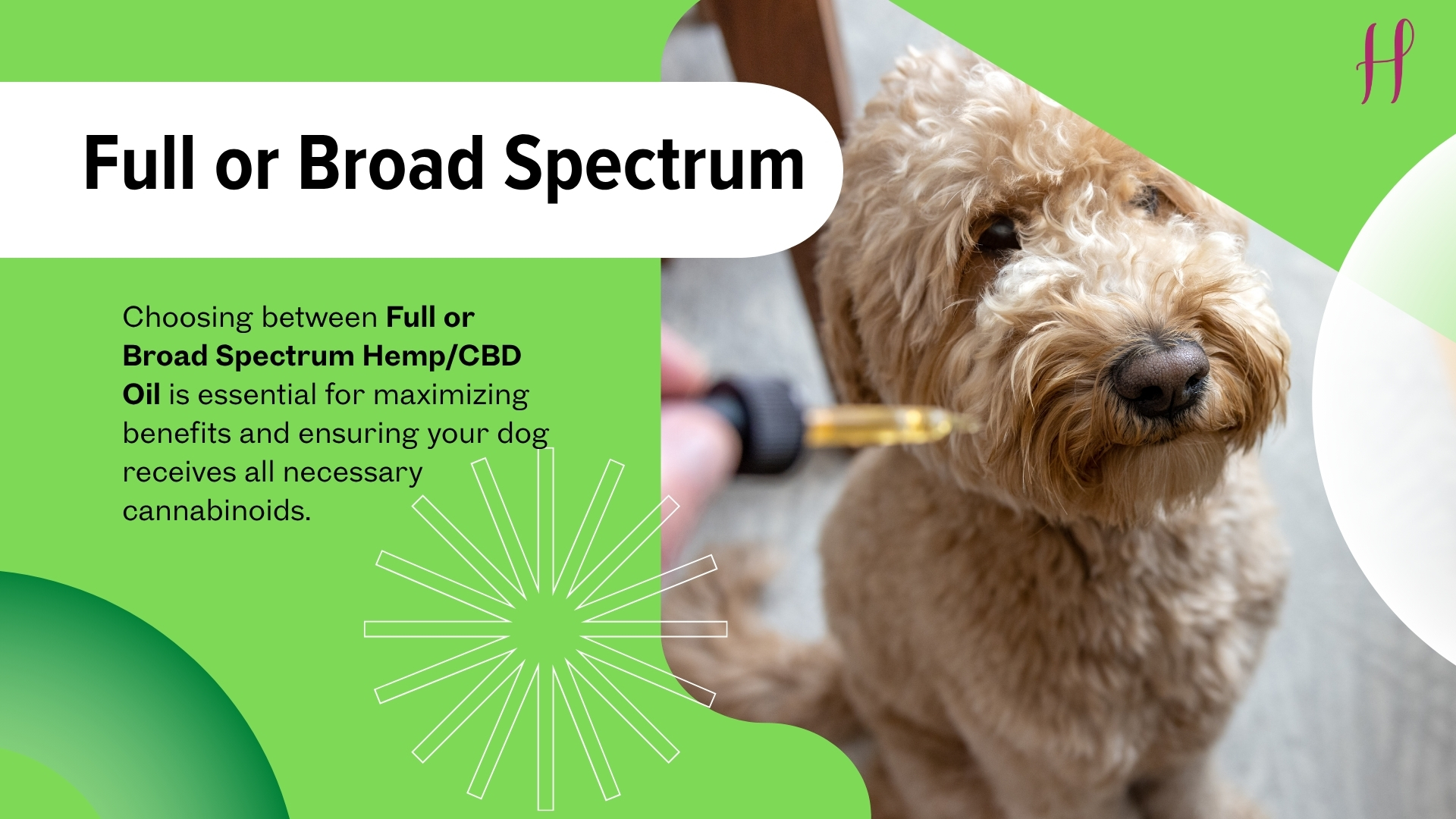 CBD oil for pets